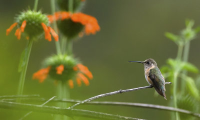 Purple-collared Woodstar 8789.jpg
