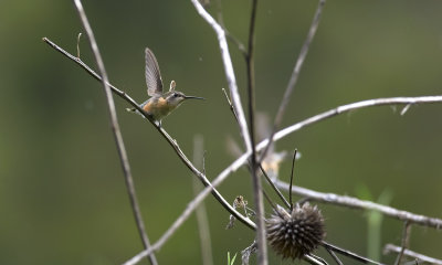 Purple-collared Woodstar 8795.jpg