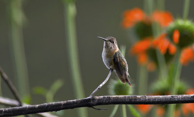 Purple-collared Woodstar 8904.jpg