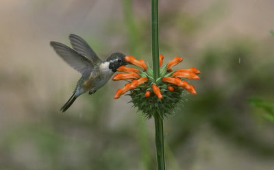 Purple-collared Woodstar 8951.jpg