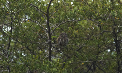 Pygmy-owl  9345.jpg