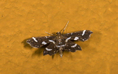 Crambidae; Spilomelinae sp. 9363.jpg