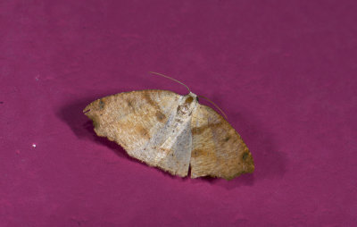 Geometridae;  9364.jpg