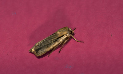 Noctuidae; Noctuinae; Leucania sp.? 9369.jpg
