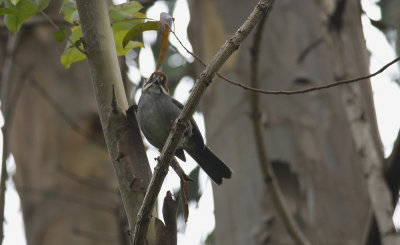 Rufous-eared Brush-finch  9718.jpg