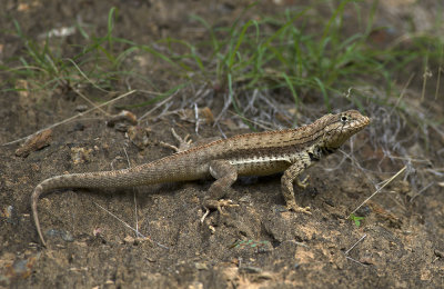 Microlophus occipitalis  0374.jpg