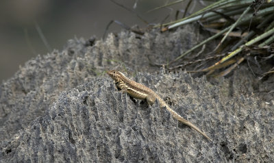 Microlophus occipitalis  0485.jpg