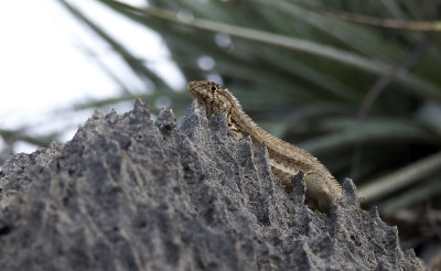 Microlophus occipitalis  0488.jpg