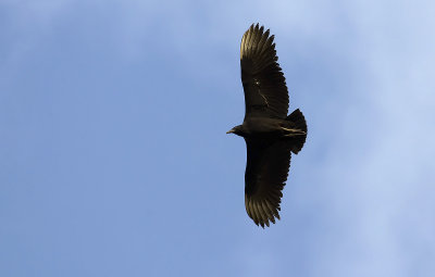 Black Vulture  0593.jpg