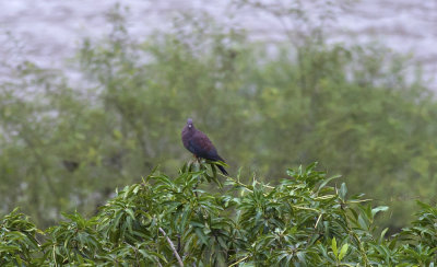 Peruvian Pigeon  0768.jpg
