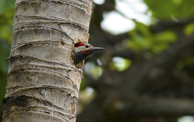 Black-necked Woodpecker  1019.jpg