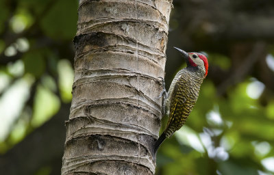Black-necked Woodpecker  1032.jpg