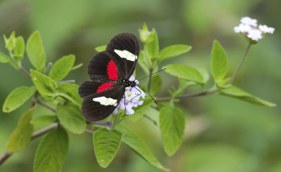Butterfly  1200.jpg