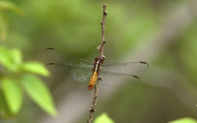 dragonfly  1229.jpg