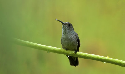 Spot-throated Hummingbird  1750.jpg