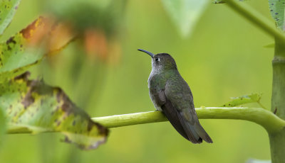 Spot-throated Hummingbird  1793.jpg