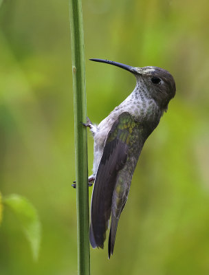 Spot-throated Hummingbird  1947.jpg