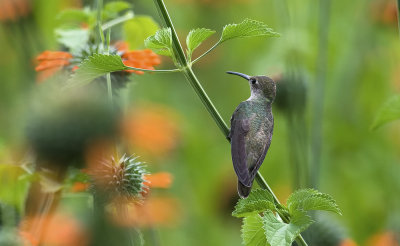 Spot-throated Hummingbird  2083.jpg