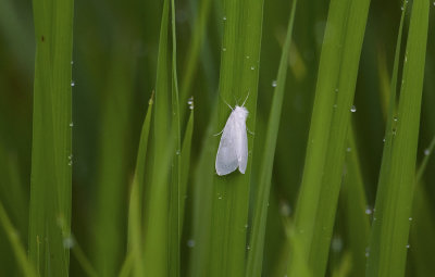moth 2935.jpg