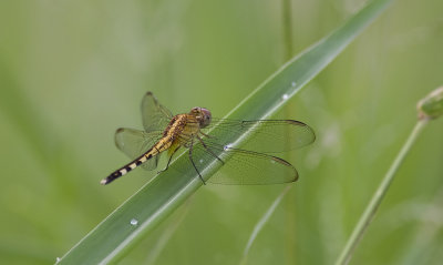 dragonfly  3051.jpg