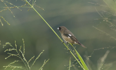 Black-and-white Seedeater  3115.jpg