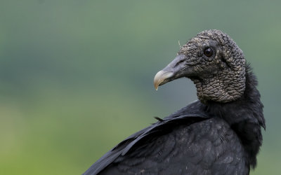 Black Vulture  3247.jpg
