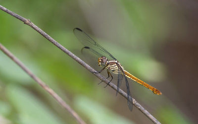 dragonfly  3515.jpg