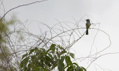 Sooty-crowned Flycatcher  3733.jpg