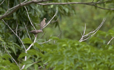 Ecuadorian Ground-dove  3758.jpg