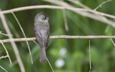 Tropical Pewee  3806.jpg