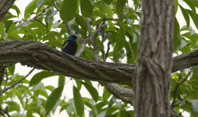 Blue-necked Tanager  3851.jpg