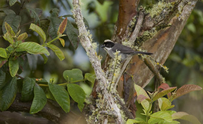 Paynter's Brush-finch  4180.jpg