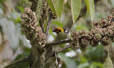Flame-faced Tanager  4406.jpg
