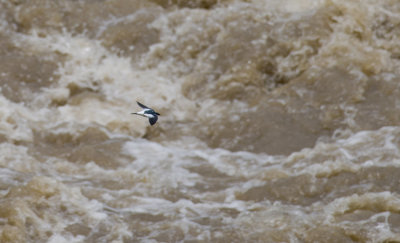 White-winged Swallow  5059.jpg