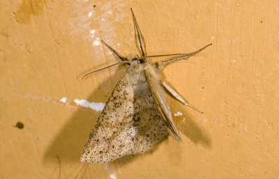 moth  9432.jpg