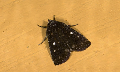 moth  9435.jpg