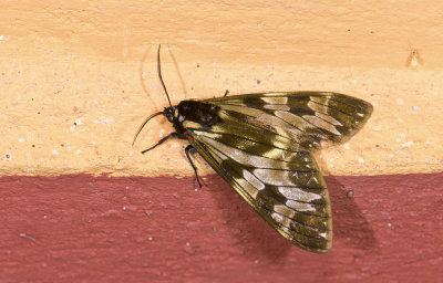 Erebidae; Arctiinae; Arctiini; Dysschema palmeri?  9441.jpg