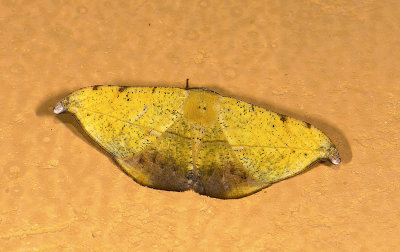 moth  9443.jpg