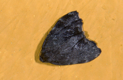 moth  9448.jpg