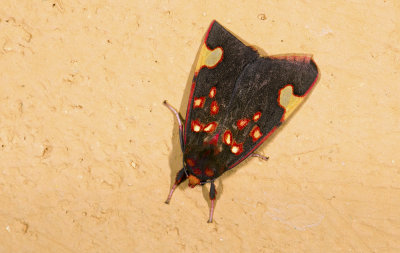 Erebidae; Arctiinae; Melese peruviana?.  9449.jpg