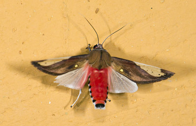 Erebidae; Arctiinae; Arctiini; Bertholdia aff specularis  9450.jpg