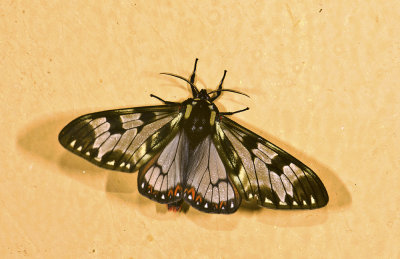 Erebidae; Arctiinae; Arctiini; Dysschema palmeri? 9454.jpg