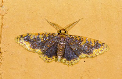 Geometridae; Larentiinae; Eois sp.?  9458.jpg