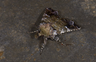 moth  9462.jpg