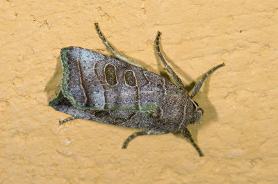 moth  9463.jpg