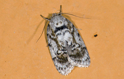moth  9469.jpg