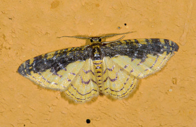 Geometridae; Larentiinae; Eois sp.?  9471.jpg