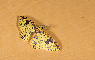 Geometridae; Larentiinae; Eois (adimaria?)   9473.jpg