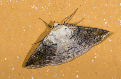moth  g9478.jpg