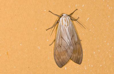 Erebidae; Arctiinae; Amastus sp.  9479.jpg